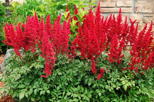 astilbe x arendsii fanal